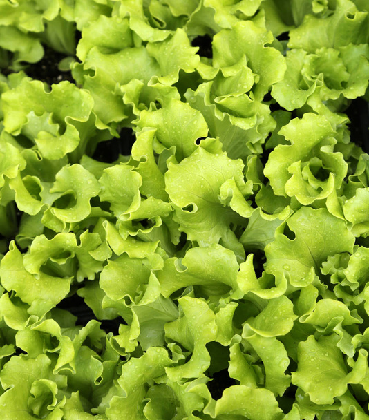 zielone liście przetargu świeże sałaty na sprzedaż w gospodarstwie że pr - Zdjęcie, obraz