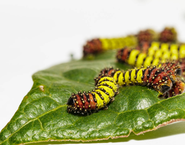 Chalcosiine Day-Flying Moth caterpillars (Cyclosia panthona)  on - Photo, Image