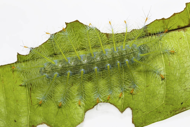 Caterpillar of the Common Archduke buttterfly  ( Lexias pardalis - Photo, Image