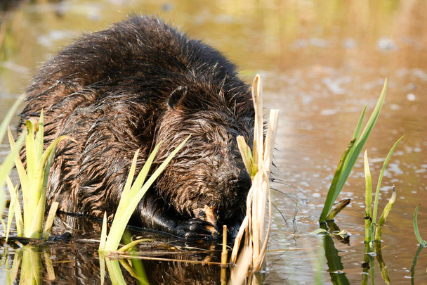 Beaver munching op sappige wortels in het water ondiep meer. Bever Canadese nationale dier. - Foto, afbeelding