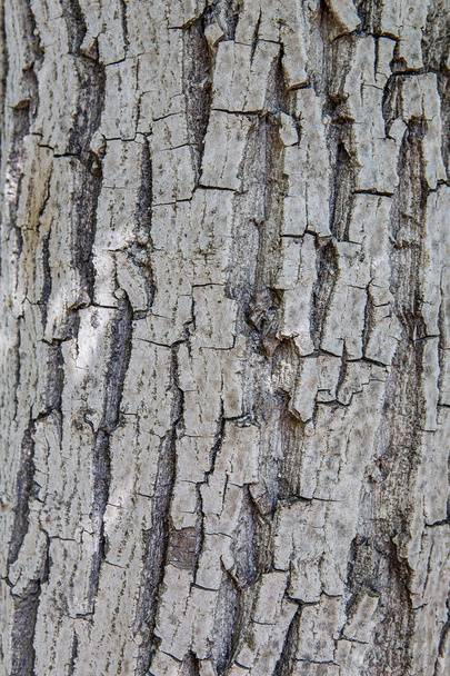 木の樹皮のテクスチャ背景。古い木のツリー トランク テクスチャ パターン - 写真・画像