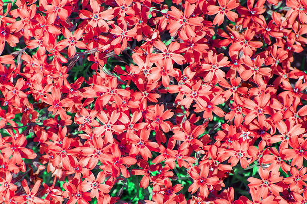 červená phlox subulata. malé květy kvetou na jaře a v létě. Na pozadí květin. Zahradní architektury - Fotografie, Obrázek