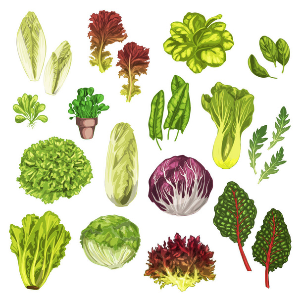 Sebze Yeşiller, salata yaprağı, otlar suluboya set - Vektör, Görsel