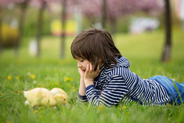 Cute sweet child, boy, playing in the park with ducklings - Photo, Image