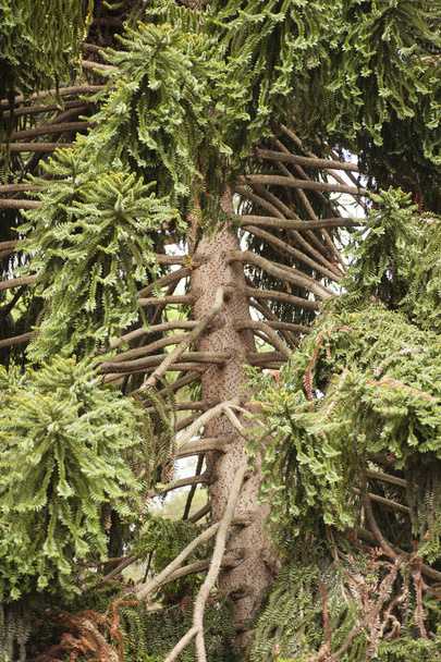 Araucaria bidwillii, bunya çam ağacının ayrıntı - Fotoğraf, Görsel