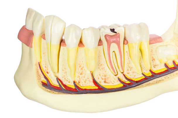 Modelo mandíbula humana con dientes sobre fondo blanco
  - Foto, Imagen