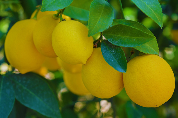 Limões na árvore
 - Foto, Imagem