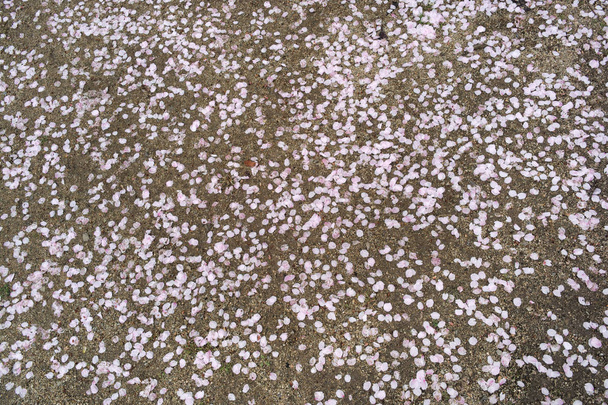 Pétales de cerisiers sur le sol
 - Photo, image