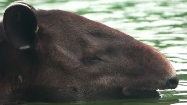 Тапір голову у воді, Корковадо, Коста-Ріка - Кадри, відео