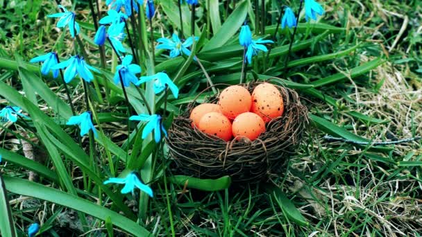 Huevos de Pascua en color naranja en nido cerca de flores
 - Metraje, vídeo