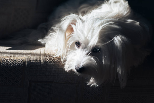 Sad dog waiting for adoption in shelter - Φωτογραφία, εικόνα