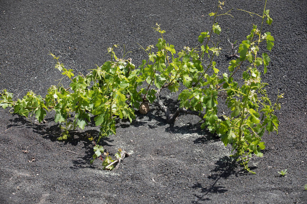 Viinirypäleet kasvavat tukkien laava hiekka Lanzarote
. - Valokuva, kuva