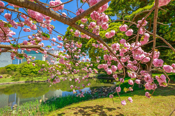 Japanse tuin kersenbloesem - Foto, afbeelding