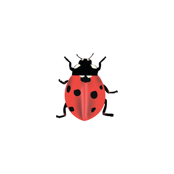 Реалистичный элемент божьей коровки. Векторная инсталляция рептилии Ladybird Isolated на чистом фоне. Can be used as Ladybird, Ladybug and Insect Symbols
. - Вектор,изображение