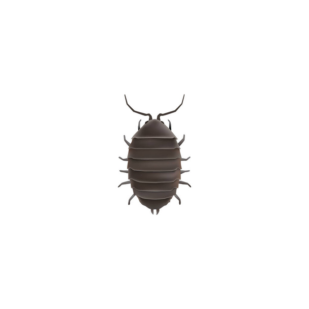 Elemento Bug realista. Ilustração vetorial de Dor realista isolado em fundo limpo. Pode ser usado como símbolos de Dor, Bug e besouro
. - Vetor, Imagem