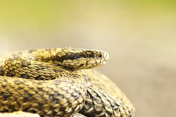 草原の毒蛇の美しいマクロ撮影 - 写真・画像