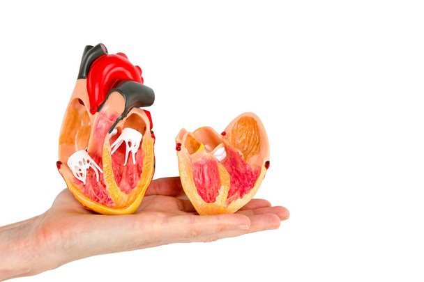Hand met menselijk hart model op witte achtergrond - Foto, afbeelding