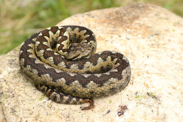 bela serpente europeia venenosa
 - Foto, Imagem