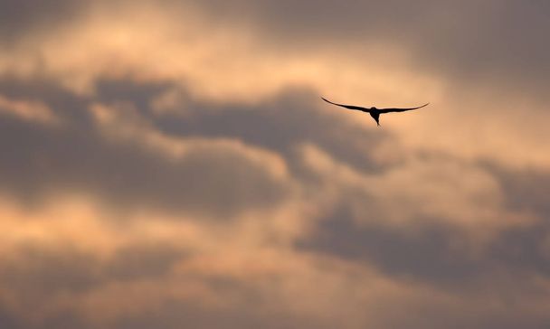The river tern - Photo, Image