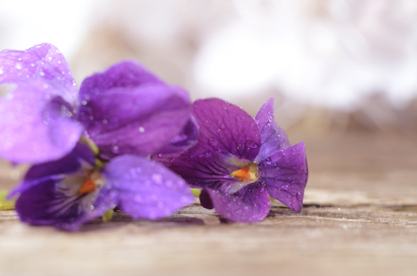 Floresta Violaceae coberta por orvalho. As primeiras flores de primavera dispararam close-up. Bela primavera abstrato fundo floral
. - Foto, Imagem