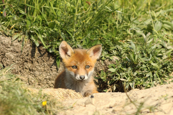 schattig fox cub bij de ingang van het den - Foto, afbeelding