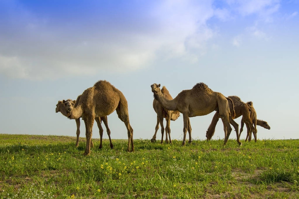 Kamelen met groene veld  - Foto, afbeelding