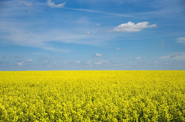 Vista de um campo de estupro amarelo sob um céu azul com nuvens
 - Foto, Imagem