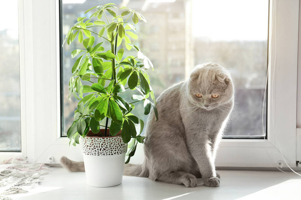Cute curious cat resting on window sill at home - Φωτογραφία, εικόνα