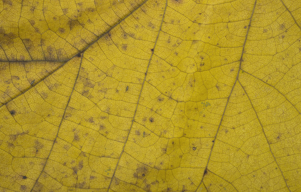 żółty liść - Zdjęcie, obraz