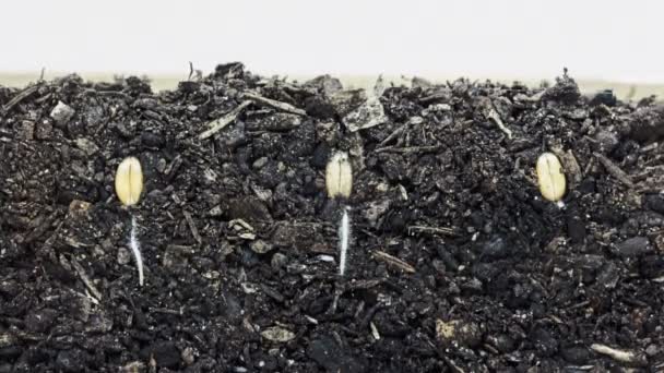 3 sementes de grãos que crescem do solo
 - Filmagem, Vídeo