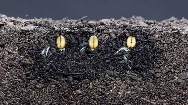 3 grain seeds growing from soil - Footage, Video