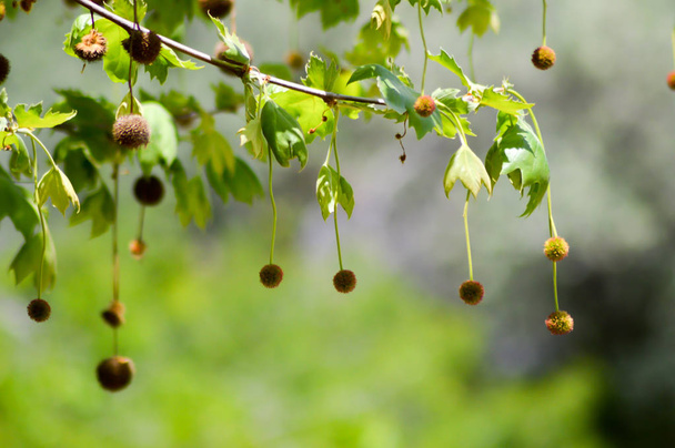 Chestnuts hanging from branches  - Photo, Image