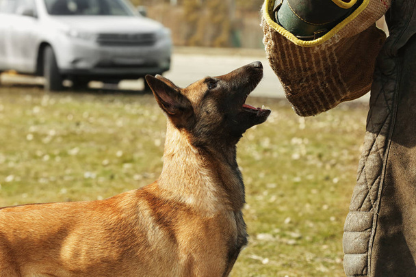 屋外作業犬の訓練 - 写真・画像