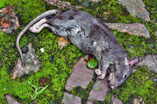  Lying dead big rat - Photo, Image