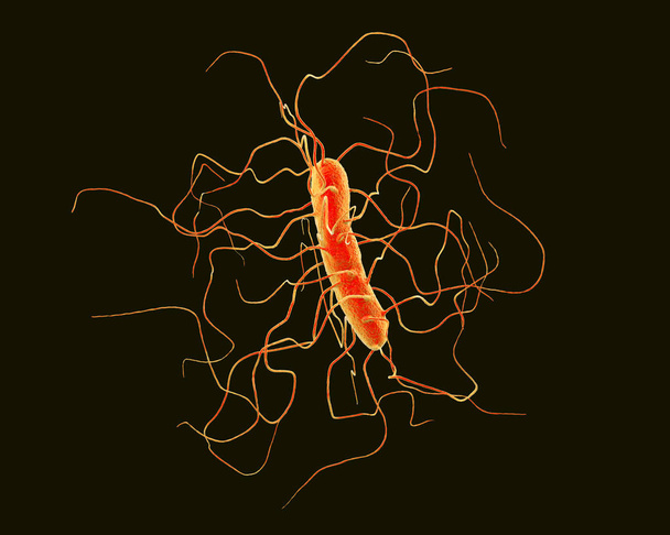 Το Clostridium difficile βακτήρια - Φωτογραφία, εικόνα