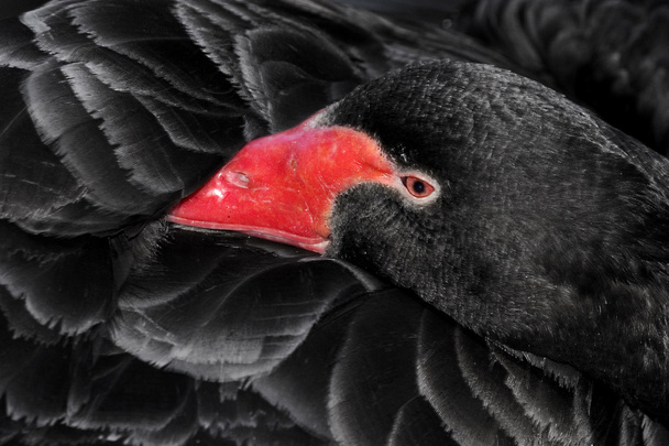 Black swan - Photo, Image