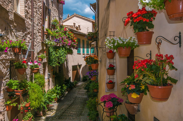 Street of medieval Spello village with flowers - Foto, immagini