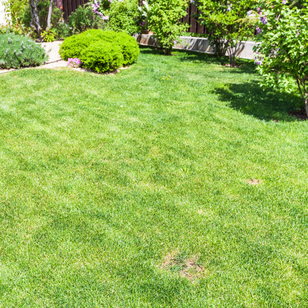 wypielęgnowany trawnik z krzewy ozdobne na podwórku - Zdjęcie, obraz