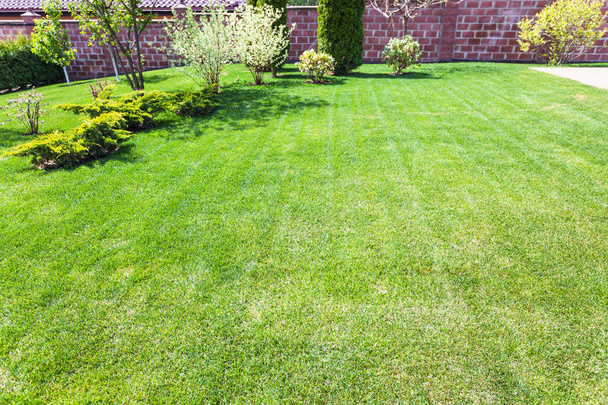well-groomed lawn with decorative bushes - Photo, Image