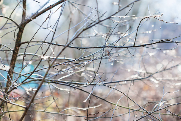 мокрі гілки голого дерева з дощовими пагонами в саду
 - Фото, зображення