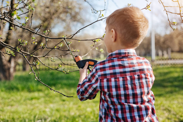 Little boy pruning apple trees - 写真・画像