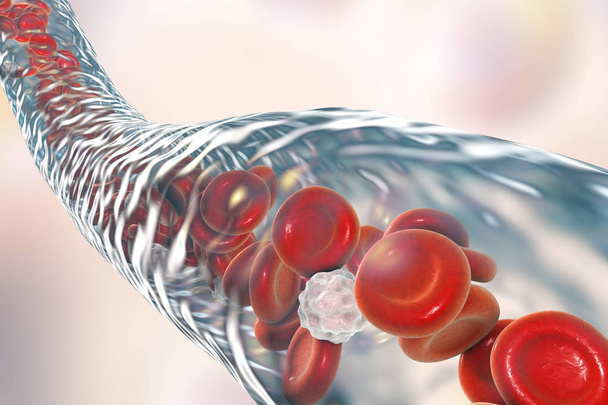 Vaisseau sanguin avec érythrocytes et leucocytes en circulation
 - Photo, image