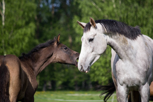 Foal and its mother in the pasture - Photo, Image