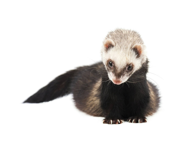 Grey ferret in full growth, isolated on white background - Фото, изображение