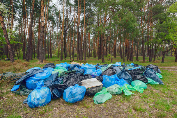 Um monte de lixo numa floresta
 - Foto, Imagem