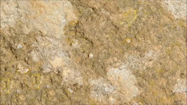 Textura de piedra en el jardín
 - Metraje, vídeo