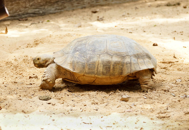 Sulcata Tortoise on the sand - Photo, Image