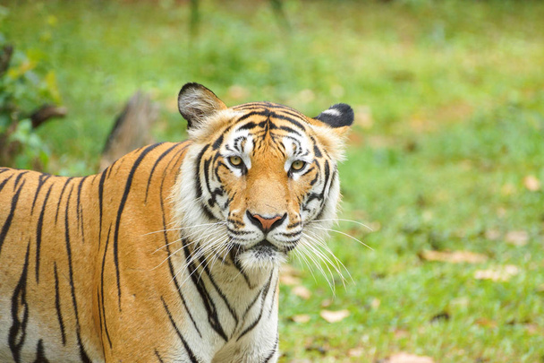A Bengal Tiger - Photo, Image