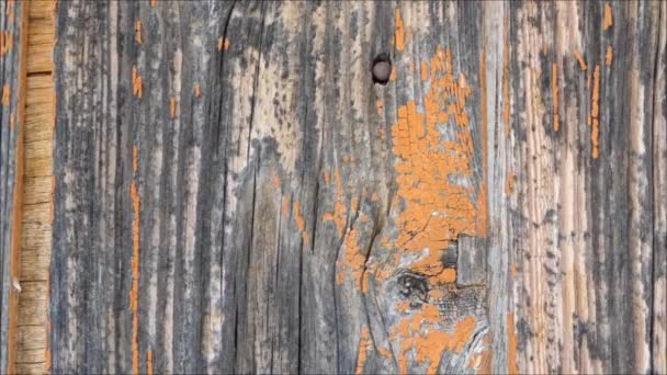 Holzstruktur im Garten - Filmmaterial, Video