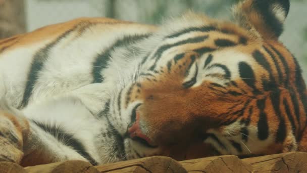 El tigre real de Bengala (Panthera tigris), es la subespecie de tigre más numerosa. Es animal nacional de la India y Bangladesh
. - Metraje, vídeo